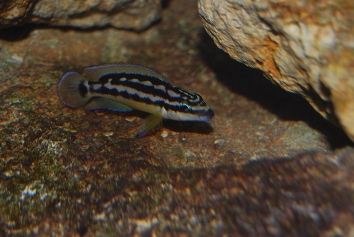 Julidochromis sp. 'ornatus kapampa' Nkorosha